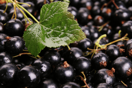 Coacăzul negru un fruct deosebit de valoros